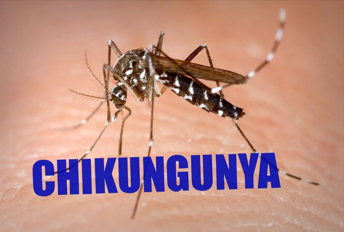 Picture 2 of Terrible diseases spread by mosquitoes
