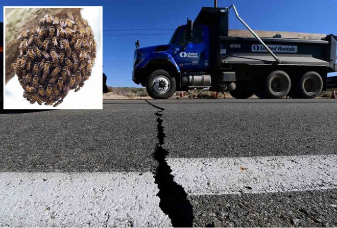 Picture 1 of Terrible earthquake in America, thousands of bees died massively