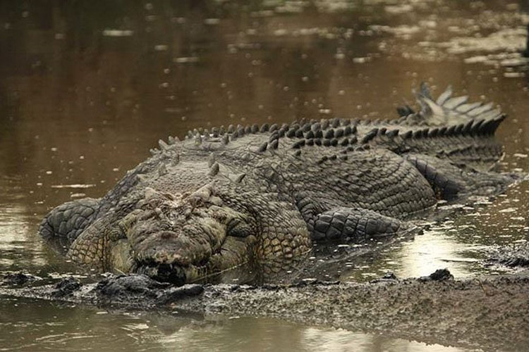 Picture 5 of Terrible facts about life in the swamp