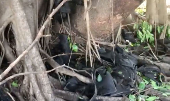 Picture 1 of Terrible hot sun causes bats to fall like a fig in Australia
