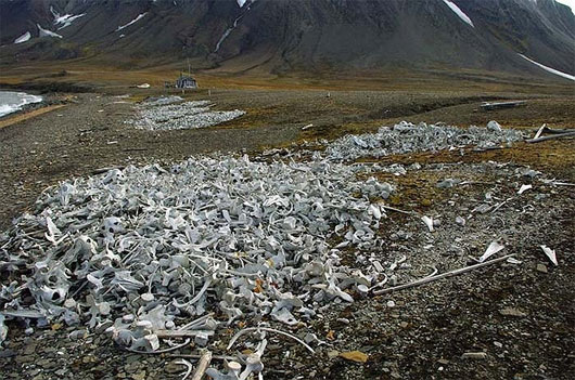 Picture 1 of Terrible with white bone beach