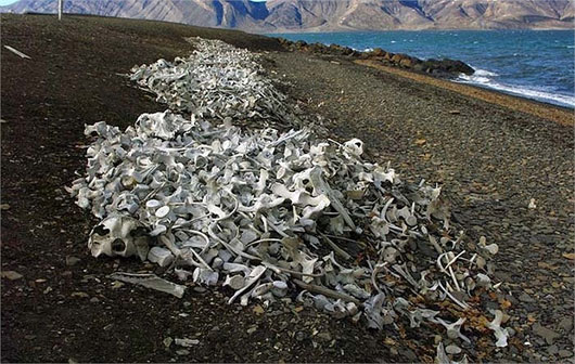 Picture 2 of Terrible with white bone beach