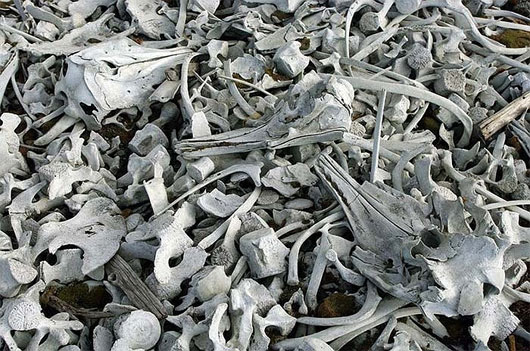 Picture 3 of Terrible with white bone beach