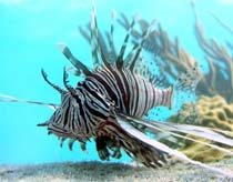 Picture 1 of Terrifying assassin in the Caribbean Sea