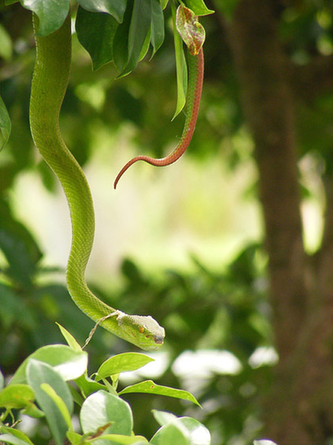 Picture 12 of 'Terrifying beauty' of colorful snakes
