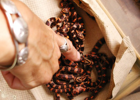 Picture 13 of 'Terrifying beauty' of colorful snakes