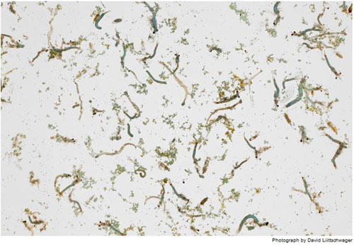 Picture 10 of Terrifying consequences from the largest oil spill in history