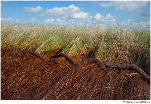 Picture 11 of Terrifying consequences from the largest oil spill in history
