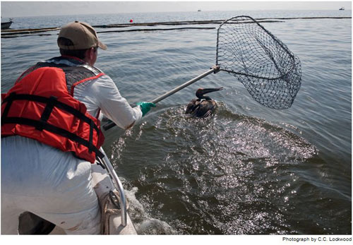Picture 14 of Terrifying consequences from the largest oil spill in history