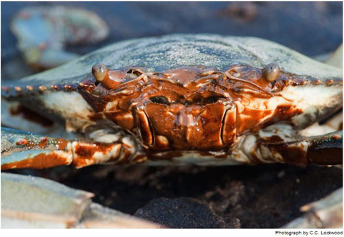 Picture 16 of Terrifying consequences from the largest oil spill in history
