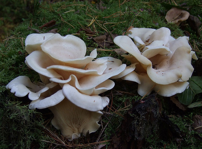 Picture 1 of Terrifying fungus named angel, causing a series of deaths
