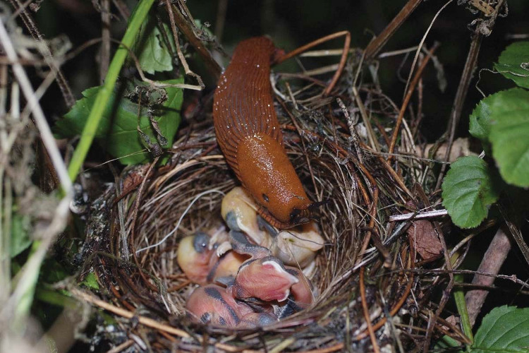 Picture 1 of Terrifying sight of fresh slugs swallowing young birds