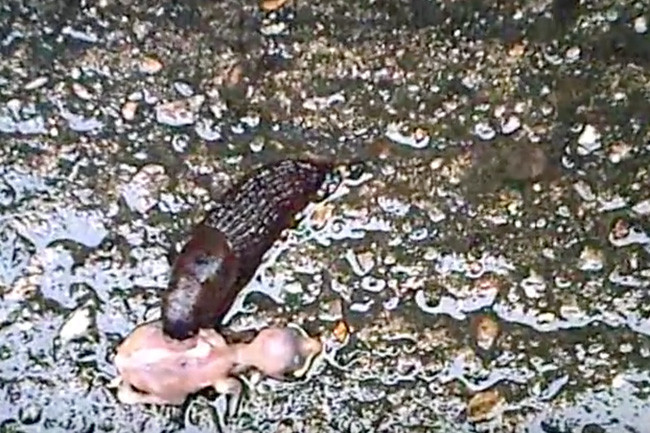 Picture 2 of Terrifying sight of fresh slugs swallowing young birds