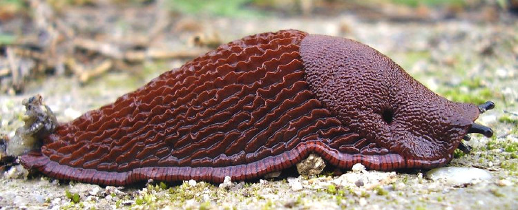 Picture 3 of Terrifying sight of fresh slugs swallowing young birds