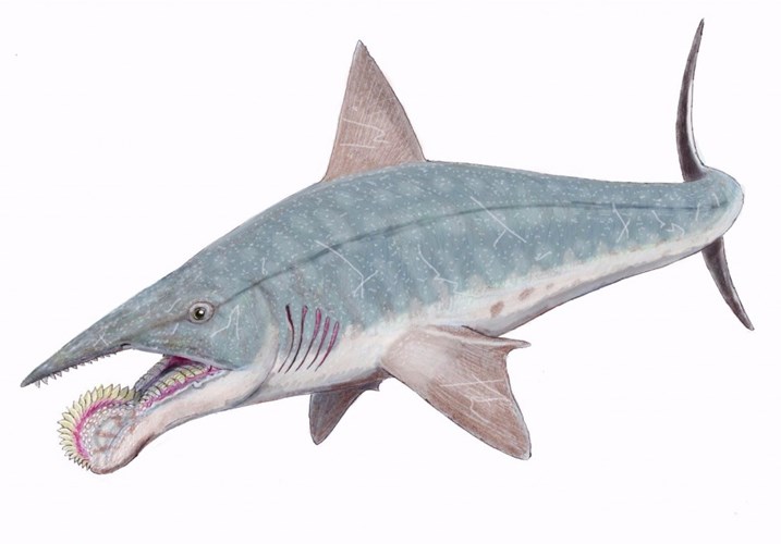 Picture 10 of Terrifying to the incredible weird sharks