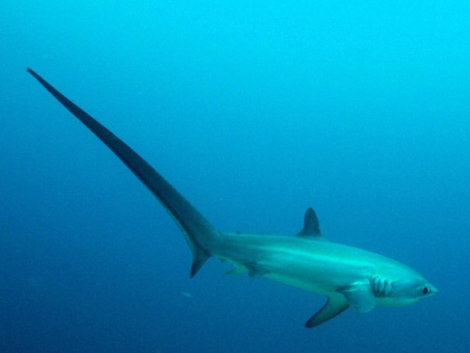 Picture 8 of Terrifying to the incredible weird sharks