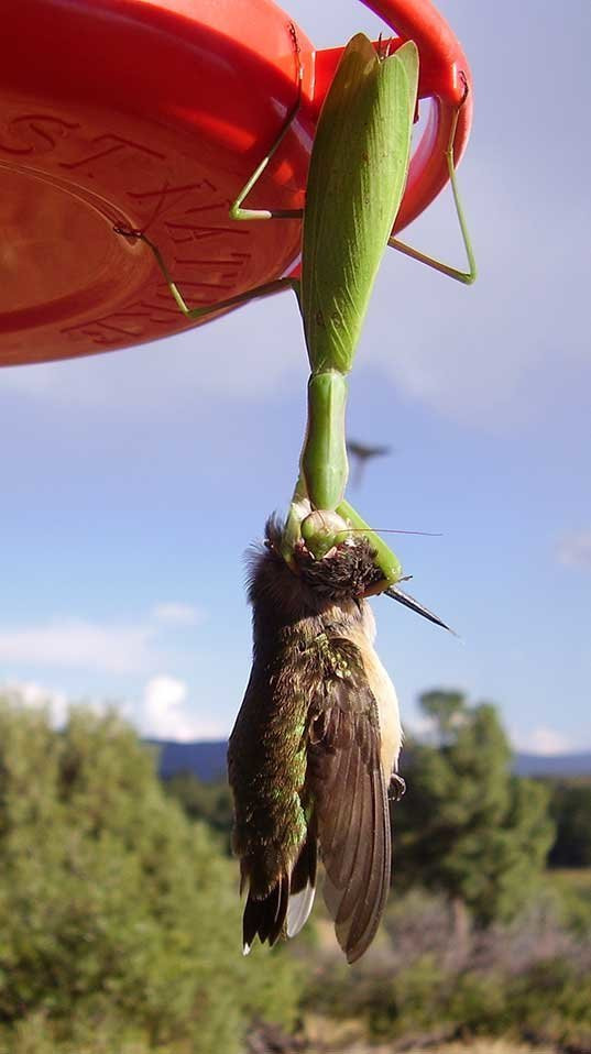 Picture 2 of Terrifying truth: Mantis hunt birds and eat prey's brain as soon as they are alive