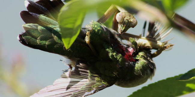 Picture 4 of Terrifying truth: Mantis hunt birds and eat prey's brain as soon as they are alive