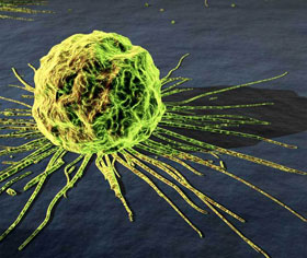 Picture 1 of Test substances help kill cancer cells