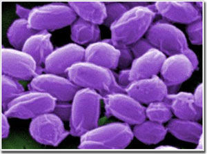 Picture 1 of Tested to prove that the spray anthrax vaccine is highly effective