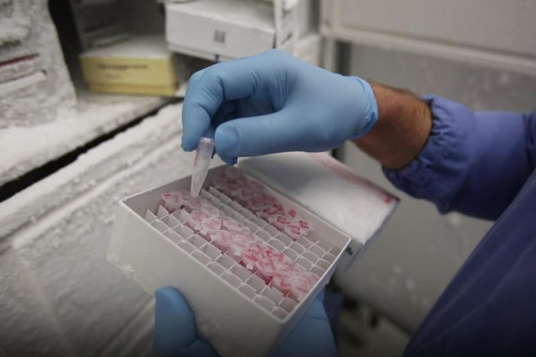 Picture 2 of Testing nanoparticles containing nucleic acid to treat brain cancer