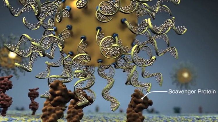 Picture 3 of Testing nanoparticles containing nucleic acid to treat brain cancer