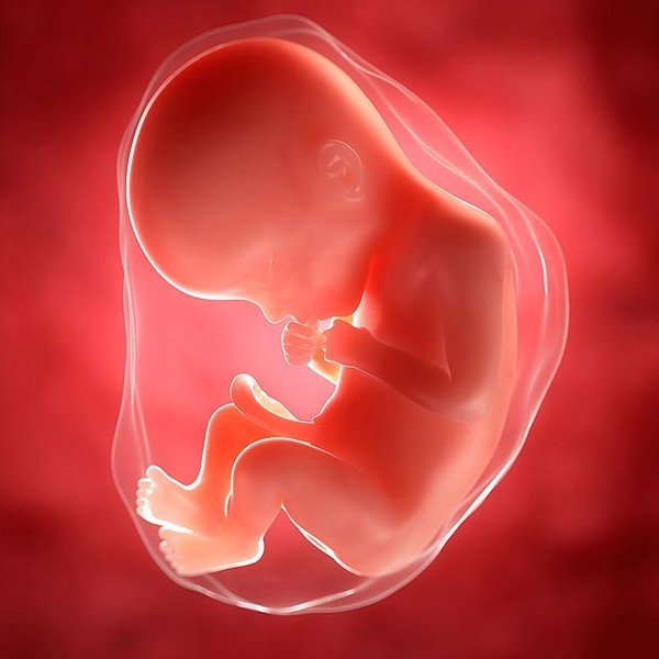 Picture 4 of Testosterone determines human fate