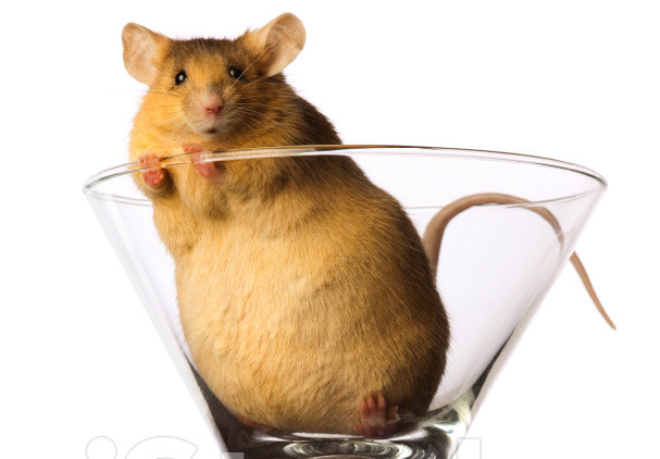Picture 1 of Tests on mice show that a high-fat diet can cause cancer