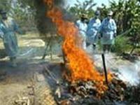 Picture 1 of Thai bird flu can spread from person to person