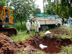 Picture 1 of Thailand: 113 people suspected of catching bird flu