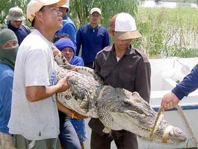 Picture 1 of Thailand: Crocodile crocodile alarms