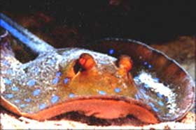 Picture 1 of Thailand: Detecting freshwater stingray species