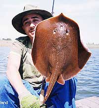 Picture 2 of Thailand: Detecting freshwater stingray species