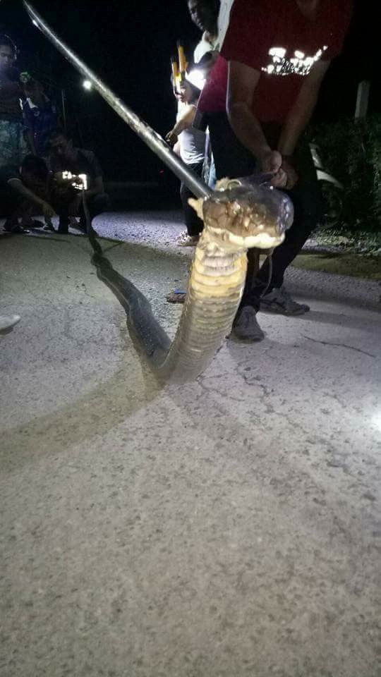 Picture 4 of Thailand: Horrified tiger carrying giant god 5 meters into the house