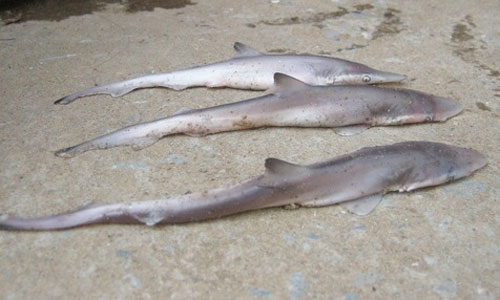 Picture 1 of Thanh Hoa: Fishermen catch 3 sharks near the shore
