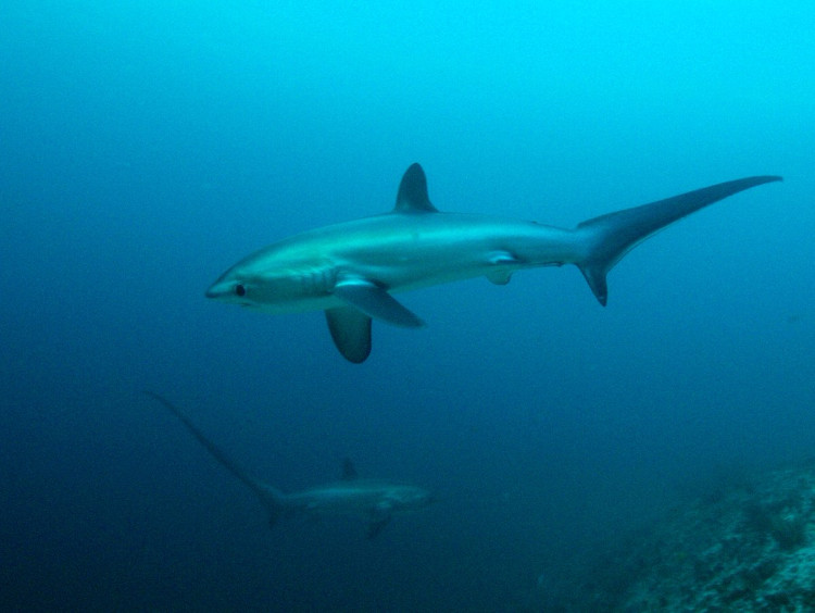 Picture 2 of Thanks to sharks, the pearl island in the Philippines revived miraculously