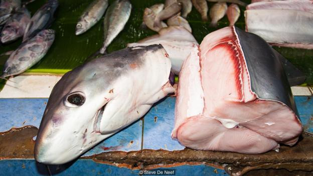 Picture 5 of Thanks to sharks, the pearl island in the Philippines revived miraculously