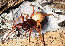 Picture 1 of Thanks to spider bites, kill cancer