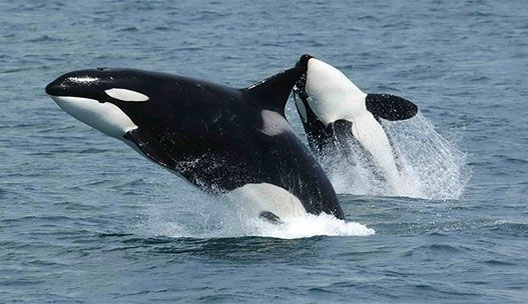 'That' in whales depends on their size images 1