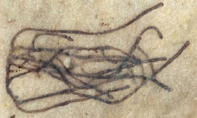 Picture 1 of The 1 billion-year-old fossil of the oldest plant in the world