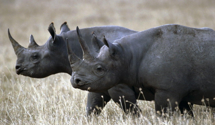 Picture 6 of The 10 largest natural extinctions since the 1990s