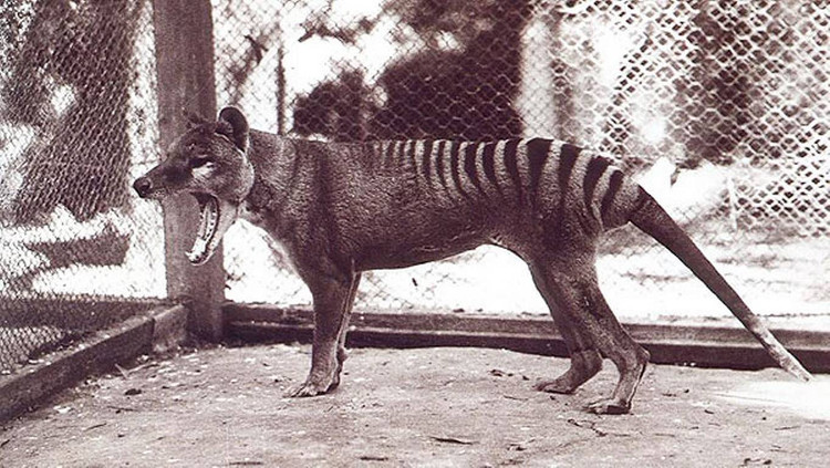 Picture 8 of The 10 largest natural extinctions since the 1990s
