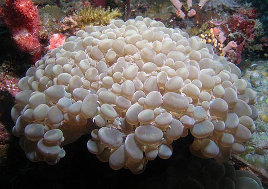 Picture 10 of The 10 most endangered corals