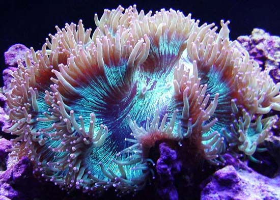 Picture 3 of The 10 most endangered corals