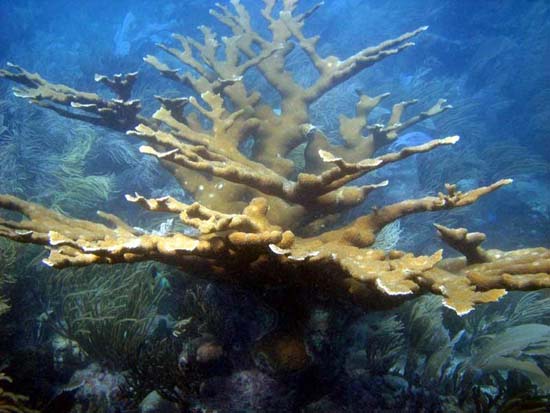 Picture 4 of The 10 most endangered corals
