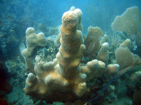 Picture 5 of The 10 most endangered corals