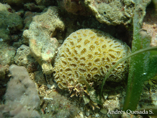 Picture 6 of The 10 most endangered corals