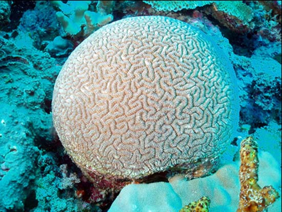 Picture 7 of The 10 most endangered corals