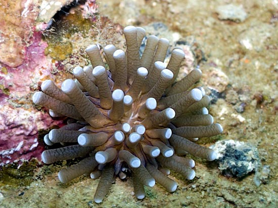 Picture 8 of The 10 most endangered corals