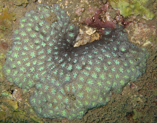 Picture 9 of The 10 most endangered corals